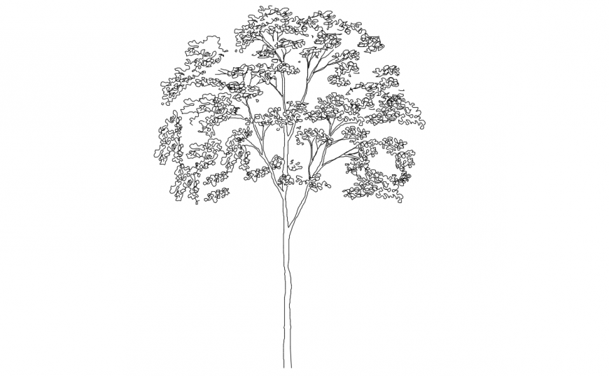 Simple tree elevation 2d block drawing details dwg file Cadbull